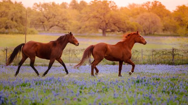 Horses running through a bluebonnet field in the Texas Hill Country